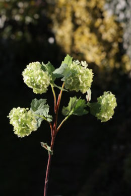Viburnum - Pale Green Spray