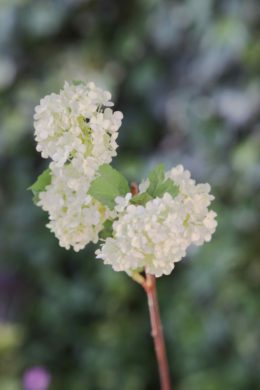 Viburnum -  WhitIsh  Green - Sold out