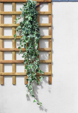 Large bunch palest cream and green variegated Ivy