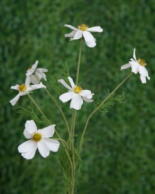 Cosmos Daisy - White - Faux -