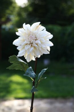 Dahlia - Cream - Faux