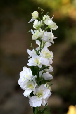 Delphinium - White - Faux