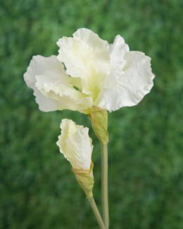 Iris - White sold out