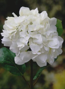 Hydrangea White Faux