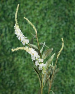 Salvia - White  - OUT OF STOCK